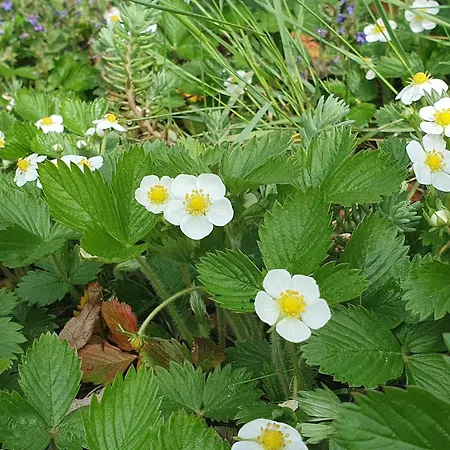 アパート Luft Und Erde